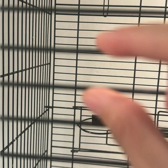 Black Bird Cage